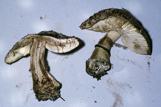 Chlorophyllum brunneum